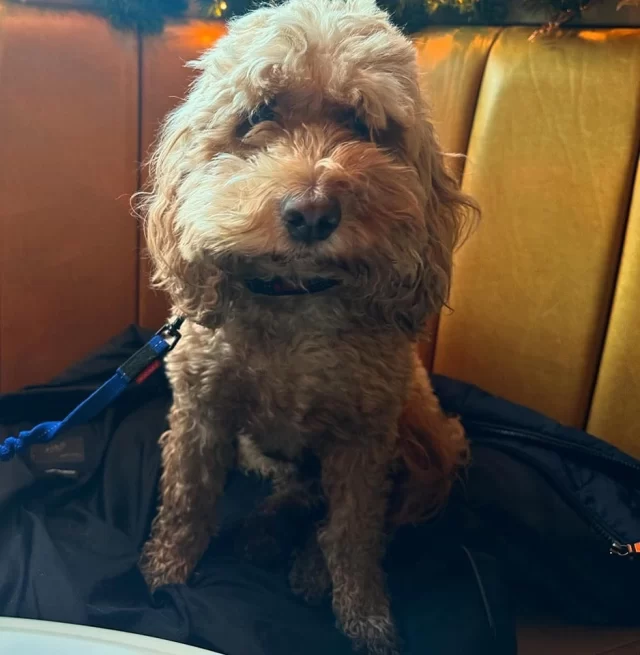 Join us this Sunday from 10am for our first pub dog walk.

We will be serving Bacon and Sausage Bap's alongside takeaway coffee and reas for the walk.

 #dogwalking 
 #pubdogwalk